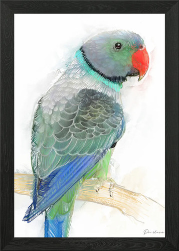 Indan ringneck parrot - indan,