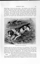 Old Antique Print Natural