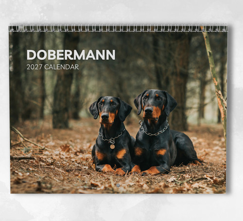 Dobermann calendar 2027 - dobermann,