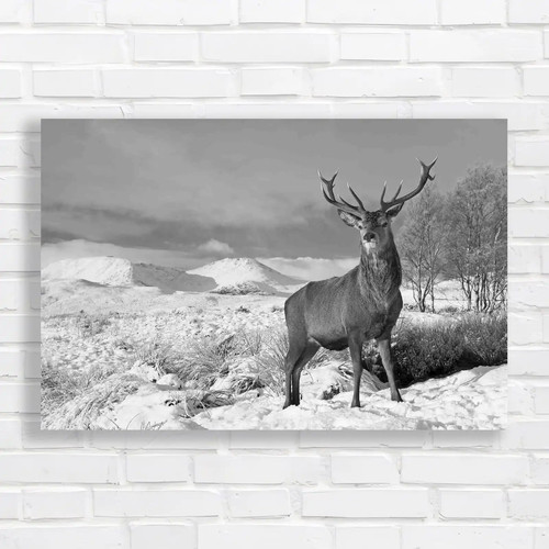 Scottish red deer stag - red,