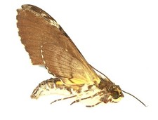 LEPIDOPTERA, SPHINGIDAE