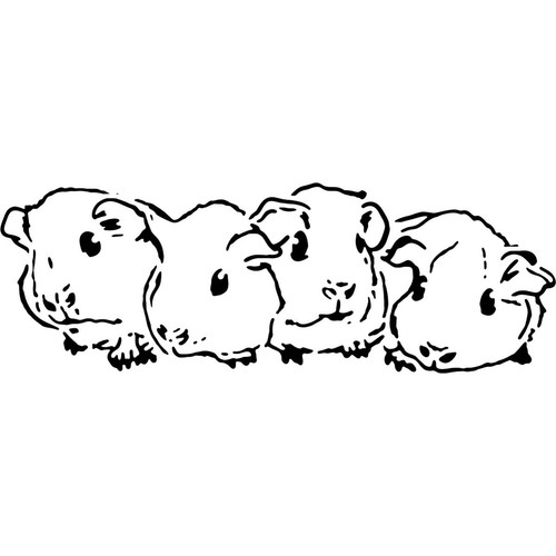 Baby guinea pigs - pigs', reusable