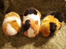3 x Guinea Pig Gang...Once