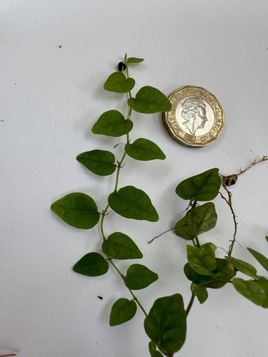 Ficus pumila minima rooted - x3,