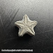Crinoid star fossil - tidmoor