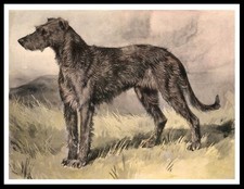 IRISH WOLFHOUND VINTAGE STYLE