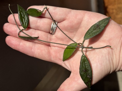 Rare dischidia hoya - hoya, gps88