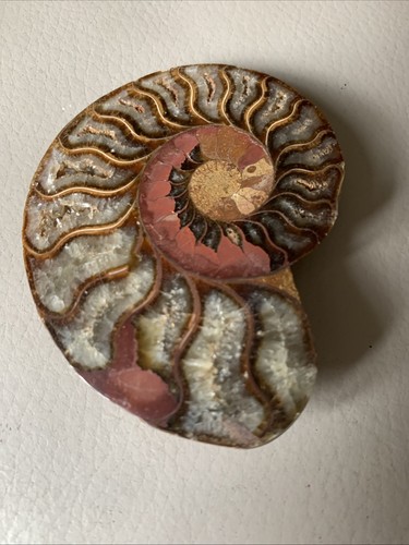 Polished ammonite fossil - polished,