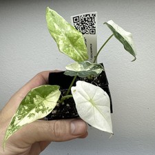 X2 Alocasia Simpo variegata -