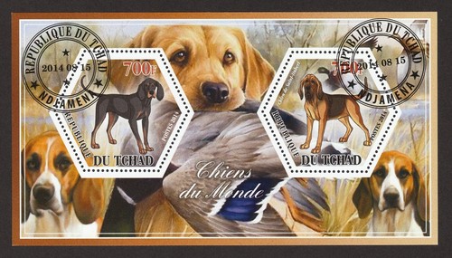 Black tan coonhound - coonhound,, hunting