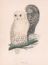 Snowy Owl. Morris's British