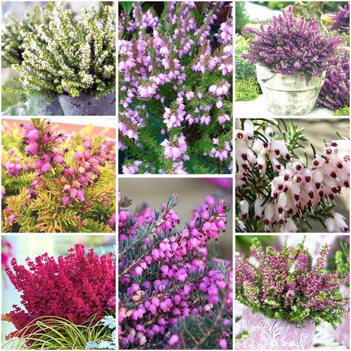 Heather erica darleyensis - [x8],