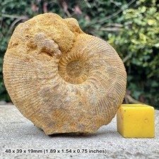 Perisphinctes spirorbis