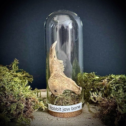 Small rabbit jaw bone and - rabbit,