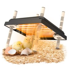 Chick Brooder Poultry Breeding
