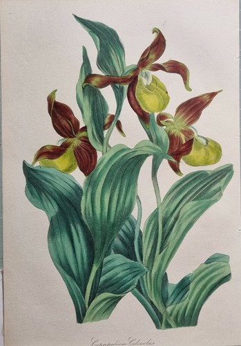 1837 antique botanical - 1837,