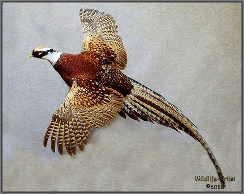 Crimson pheasant taxidermy - crimson,