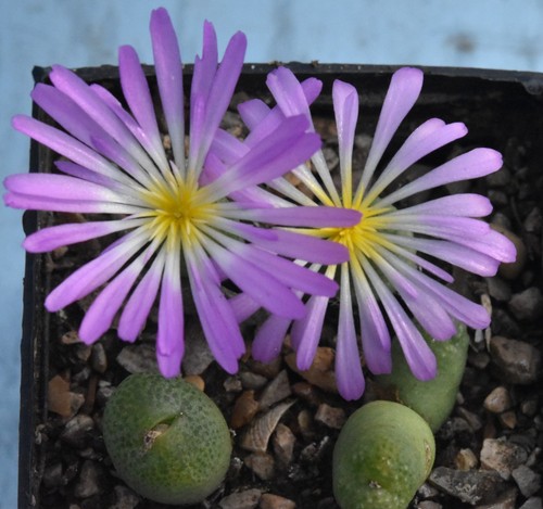Conophytum smorenskaduense