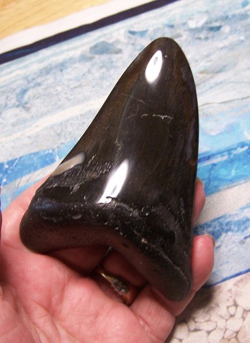 Megalodon shark tooth 4 - megalodon, 1/4"