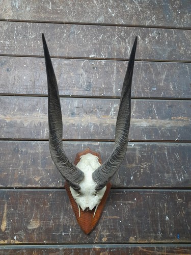 Antique taxidermy horns - antique, skull