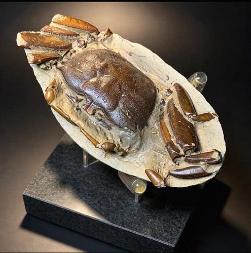 Fossil crab complete - fossil,