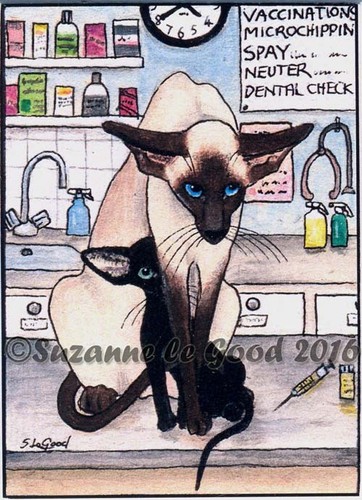 Siamese oriental cat - siamese,