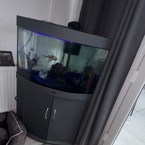 Fluval roma 125l - fluval, bowfront