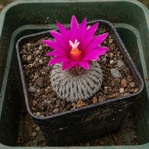 Pelecyphora pseudopectinata