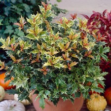 Osmanthus Tricolor | Evergreen Shrub | Outdoor Potted Plant | Holly Bush