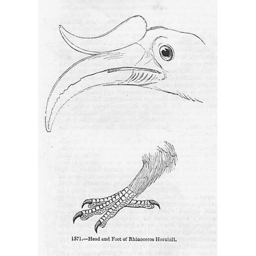 Birds rhinoceros hornbill the - birds,