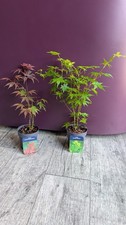 Two Acer Plants Japanese Maple
