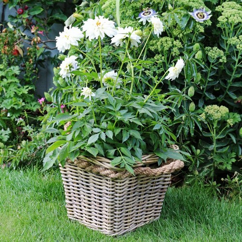 Grey buff rattan - buff,