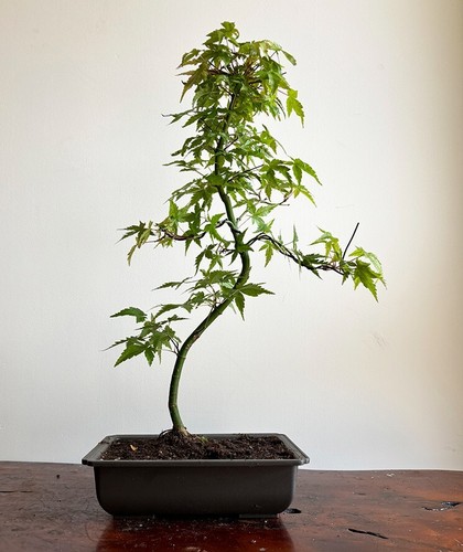 Japanese maple bonsai - bonsai, tree