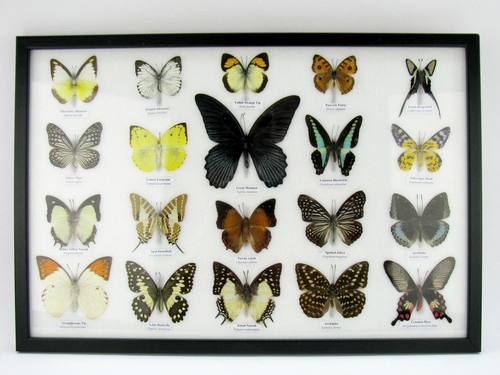 Beautiful butterfly - beautiful,
