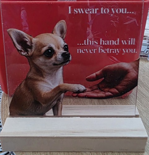 Chihuahua swear you - you, this