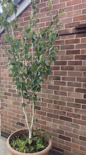 Lovely young 12ft tall - young, downy