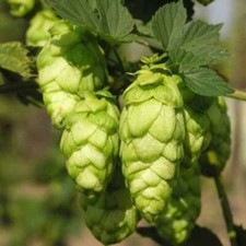 HUMULUS LUPULUS - 20 SELECTED
