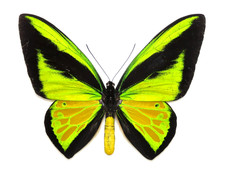 Ornithoptera goliath atlas