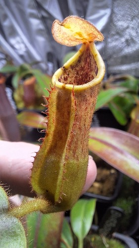 Nepenthes veitchii x - nepenthes,