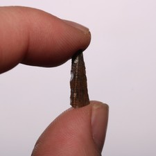 T-rex Tyrannosaurus Rex Tooth Shard SERRATIONS  Cretaceous Hell Creek Formation