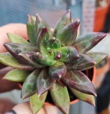 Pachyphytum Compactum Red
