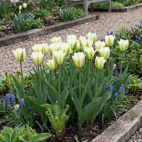 Tulip spring green - tulip,