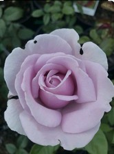 CLIMBING BLUE MOON - Fragrant