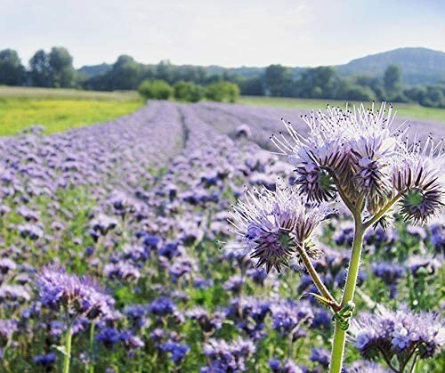 Phacelia tanacetifolia - phacelia,