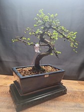 Large S shape Chinese elm