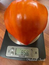 Spadone Gigante Rare Heirloom