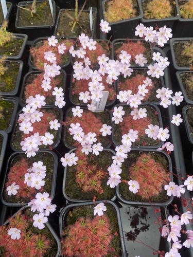 Drosera manii omissa - manii,