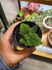 pilea involucrata moon valley