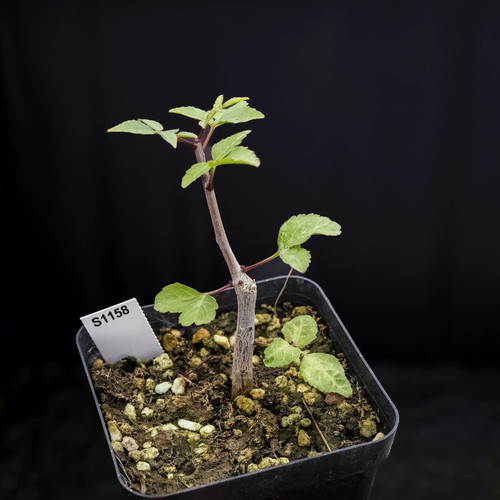 5cm 1pcs seedgrowth - 1.3-1.5cm,