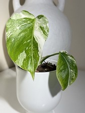 Monstera Albo | Established